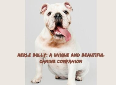 Merle Bully