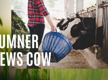 Sumner News Cow